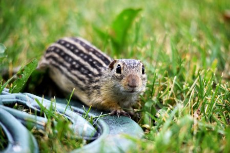 Thirteen-lined ground squirrel photo