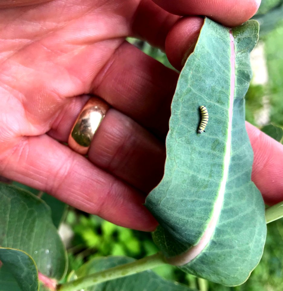 Monarch caterpillar on prairie milkweed