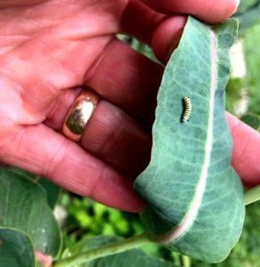 Monarch caterpillar on prairie milkweed photo