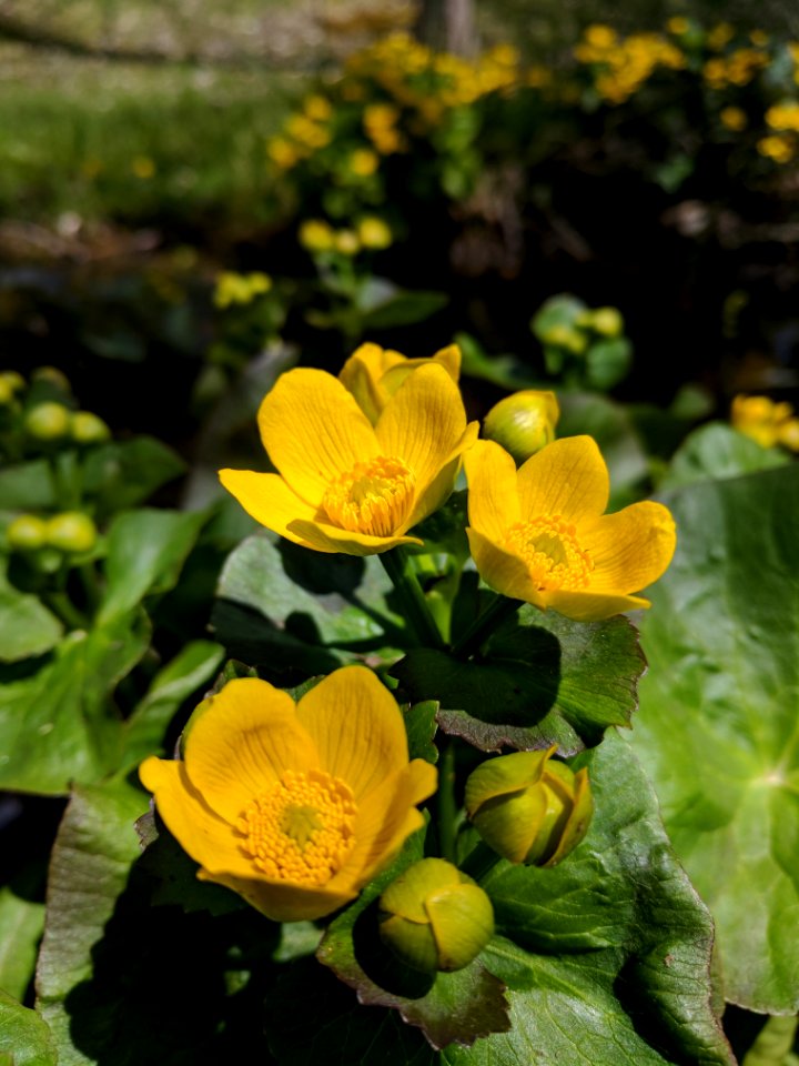 Marsh Marigold