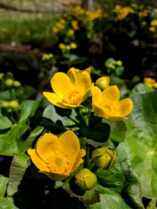 Marsh Marigold photo