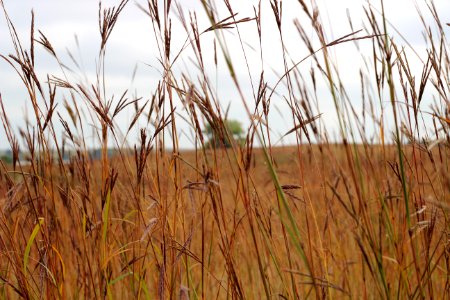 Fall on the prairie