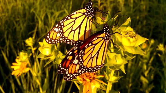 Migrating Monarch Butterflies photo