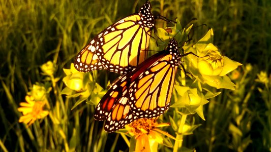 Migrating Monarch Butterflies
