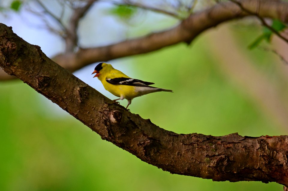 American Goldfinch