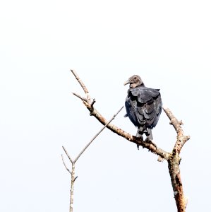 Black Vulture photo