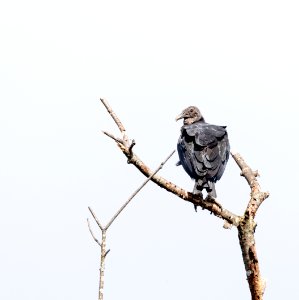 Black Vulture
