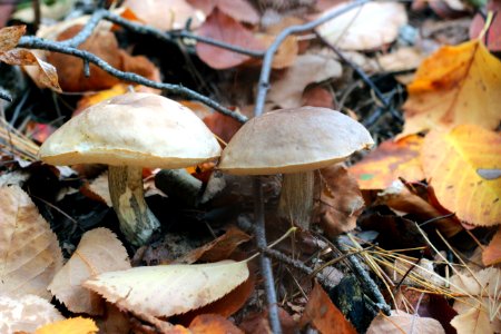Fall Mushrooms photo