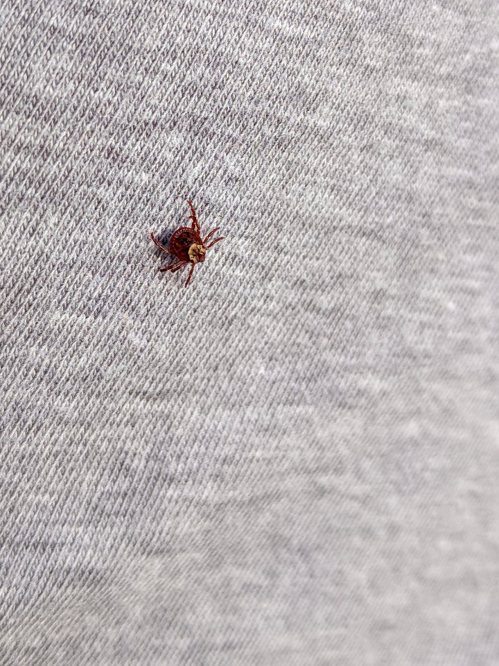 American Dog Tick
