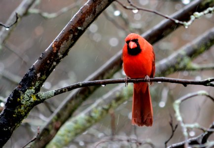 Northern cardinal photo