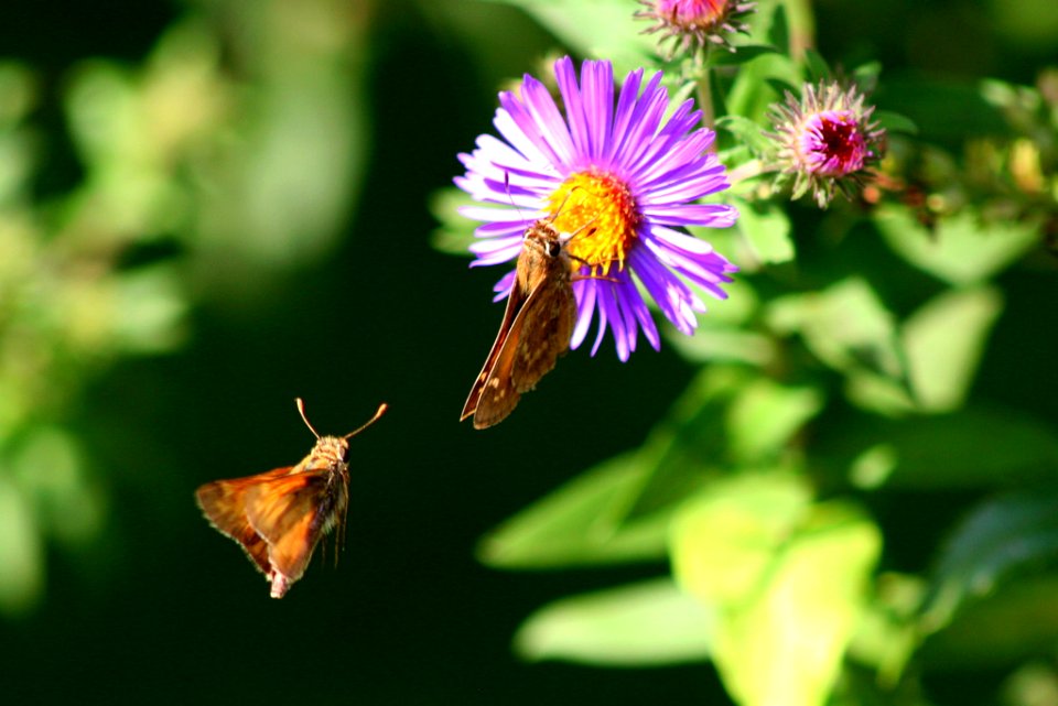 Skipper Butterfly on New England Aster