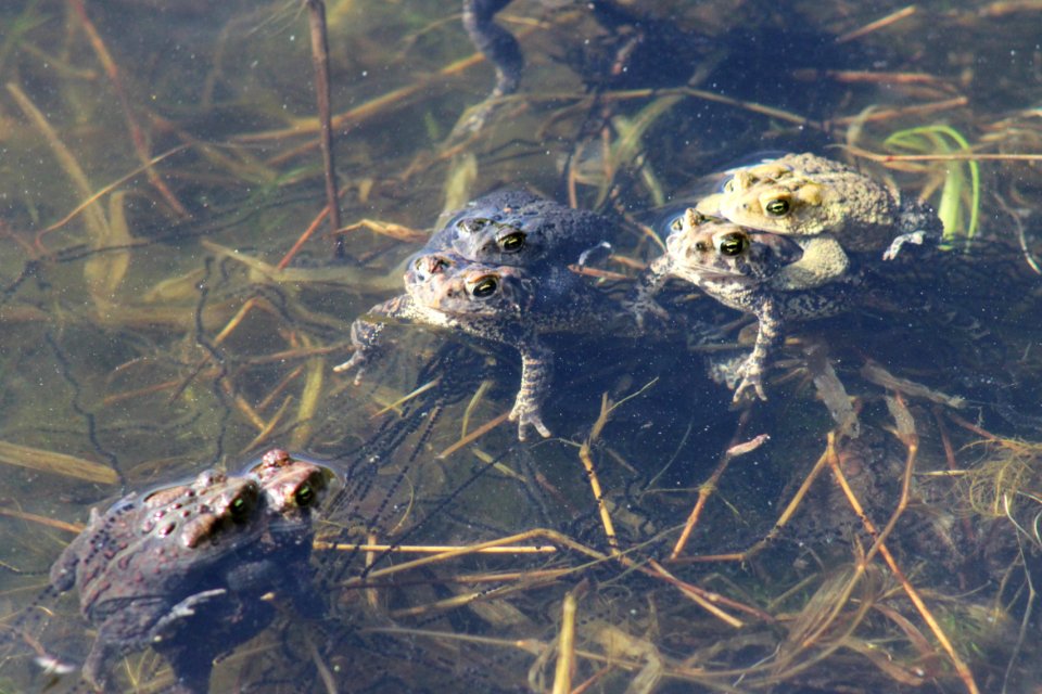 American Toads Mating