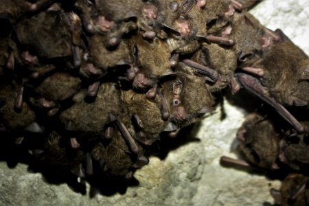 Cluster of endangered Indiana bats photo