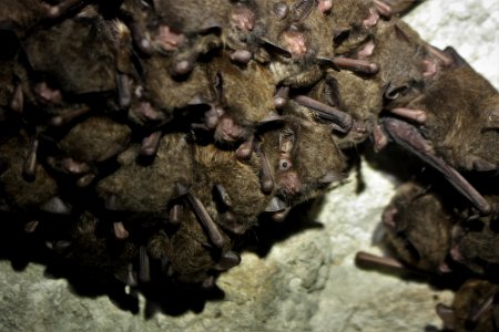 Cluster of endangered Indiana bats