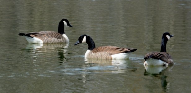 Canada geese at Shiawassee National Wildlife Refuge