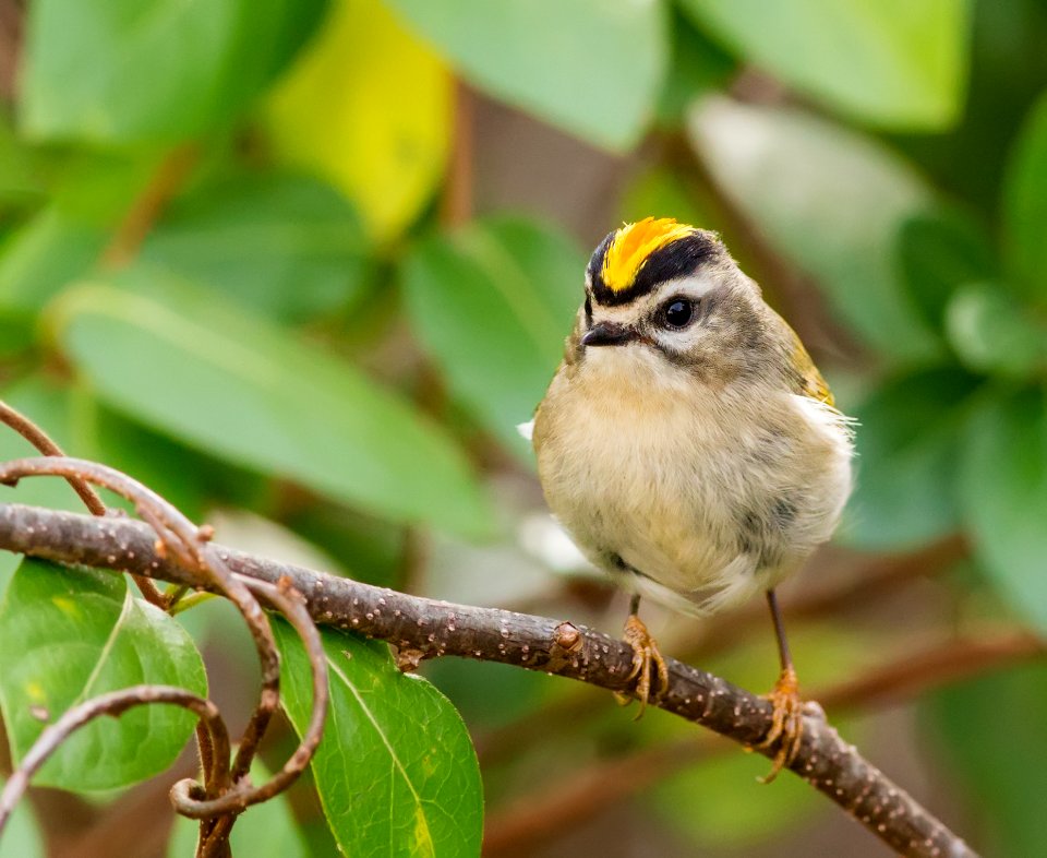 Golden-crowned Kinglet