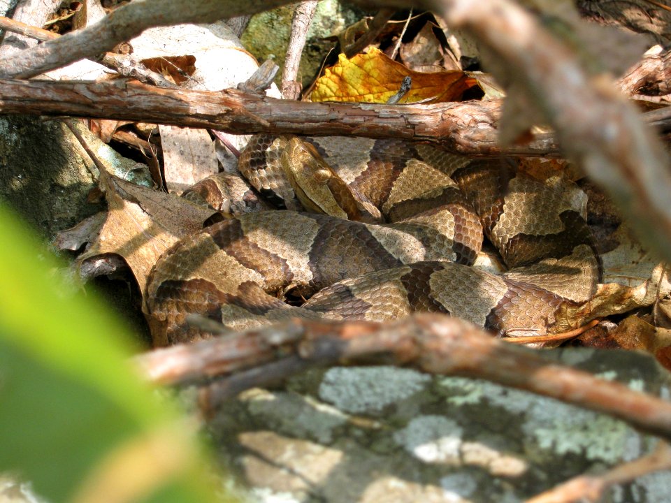 Copperhead