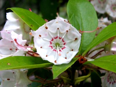 Mountain Laurel