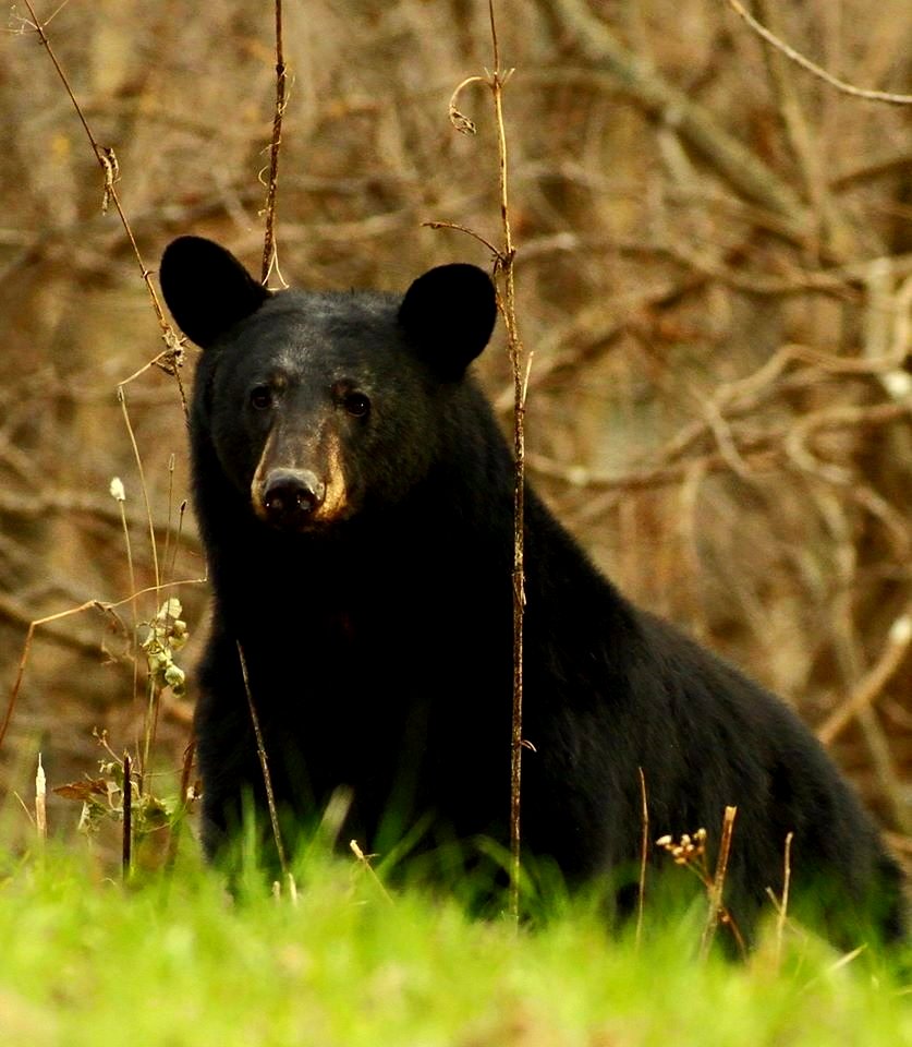 American Black Bear photo