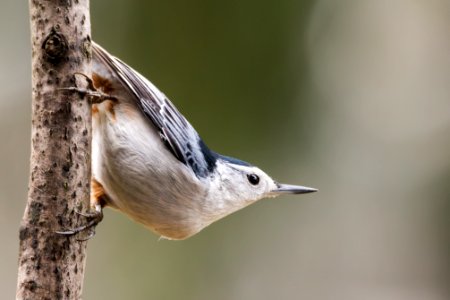 White-breasted Nuthatch photo