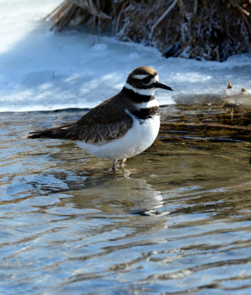 Killdeer at Shiawassee National Wildlife Refuge