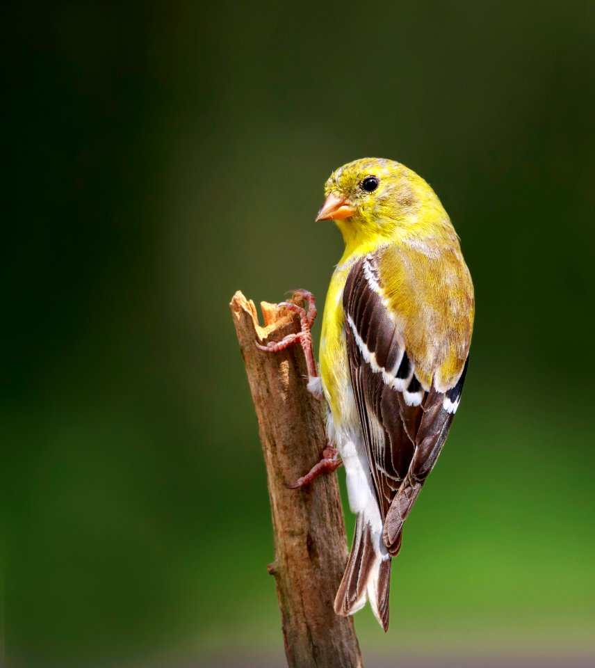 American Goldfinch