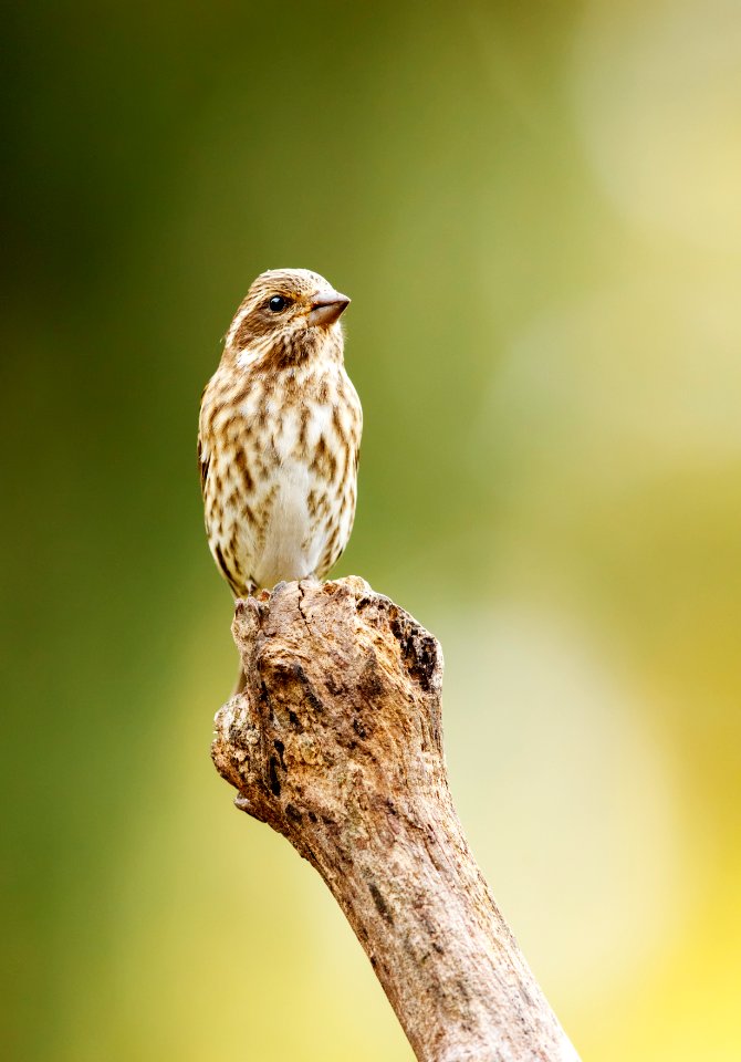 Female Purple Finch photo