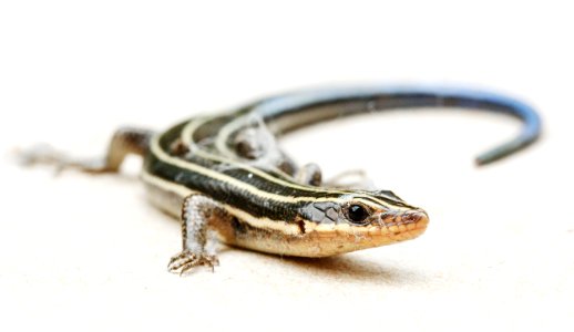 Blue-tailed Skink