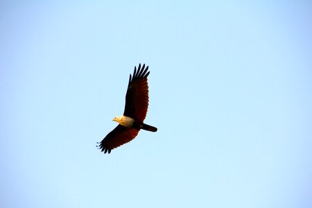 Flying bird of prey bald eagle