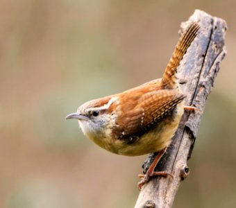 Carolina Wren photo