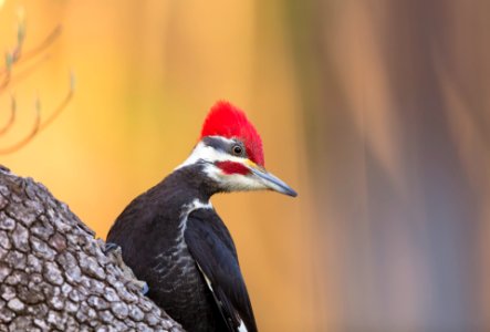 Pileated Woodpecker photo