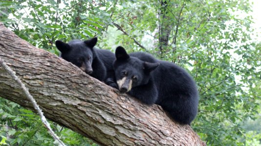 Resting Black Bears