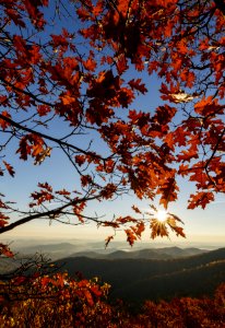The Last Leaves of Fall