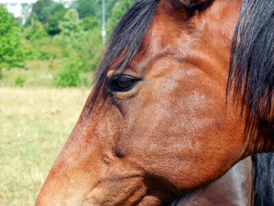 Eyes friendly equestrian photo