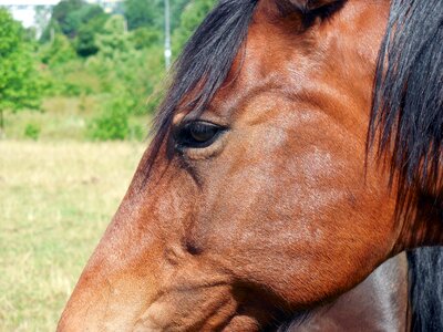 Eyes friendly equestrian