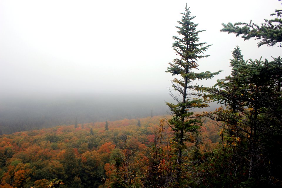 Fall Fog