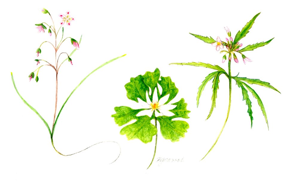 3 Spring Ephemerals