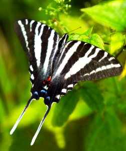 Zebra Swallowtail Butterfly