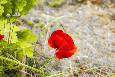 Spring nature wild flower
