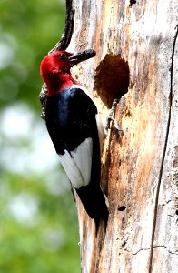 Red-headed woodpecker photo