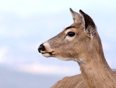 White-tailed Deer photo