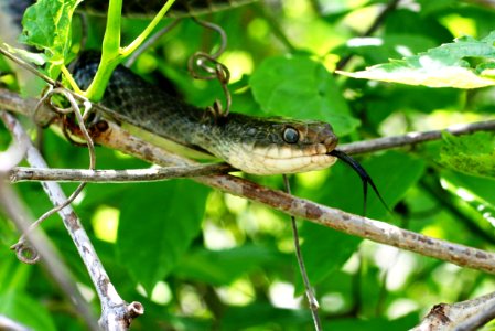 Eastern yellow-bellied racer snake