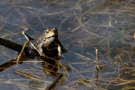 American Toad photo