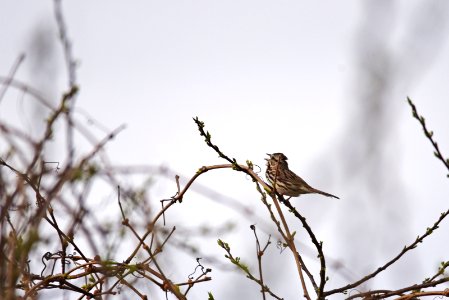 Song sparrow singing photo
