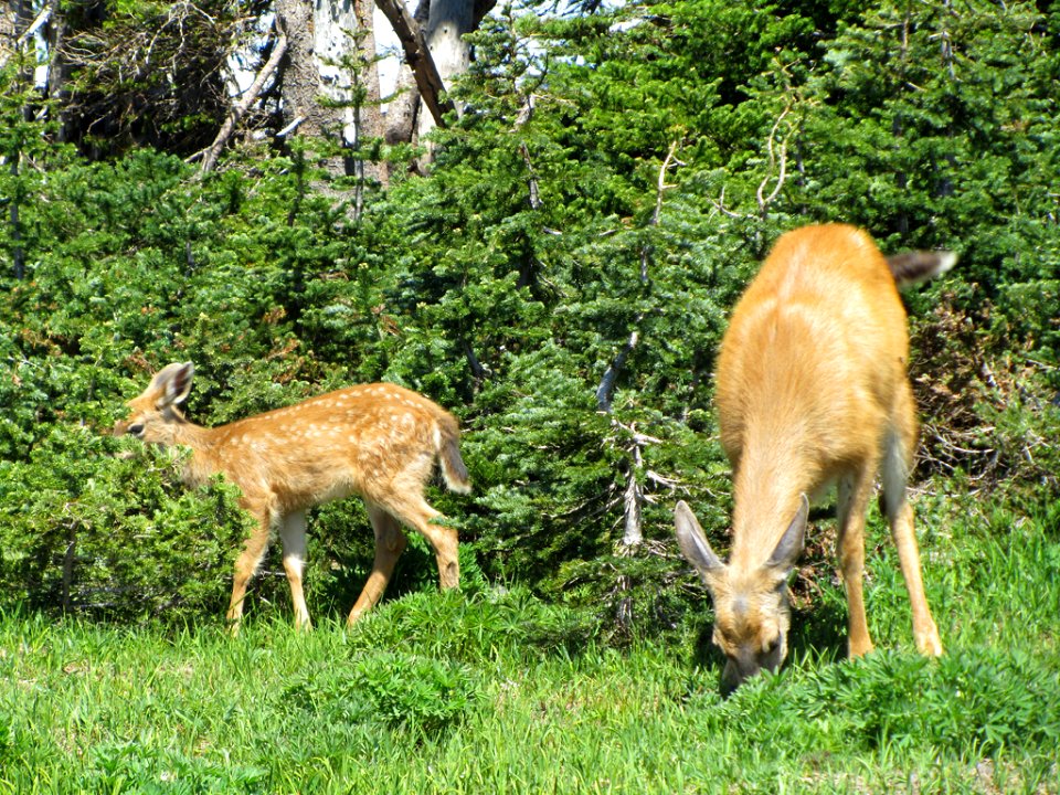 Deer at Hurricane Ridge at Olympic NP in WA