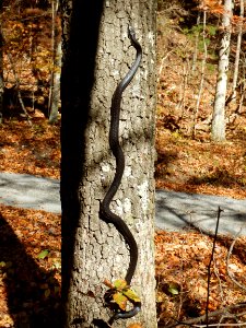 Black Rat Snake Climbing a Tree photo