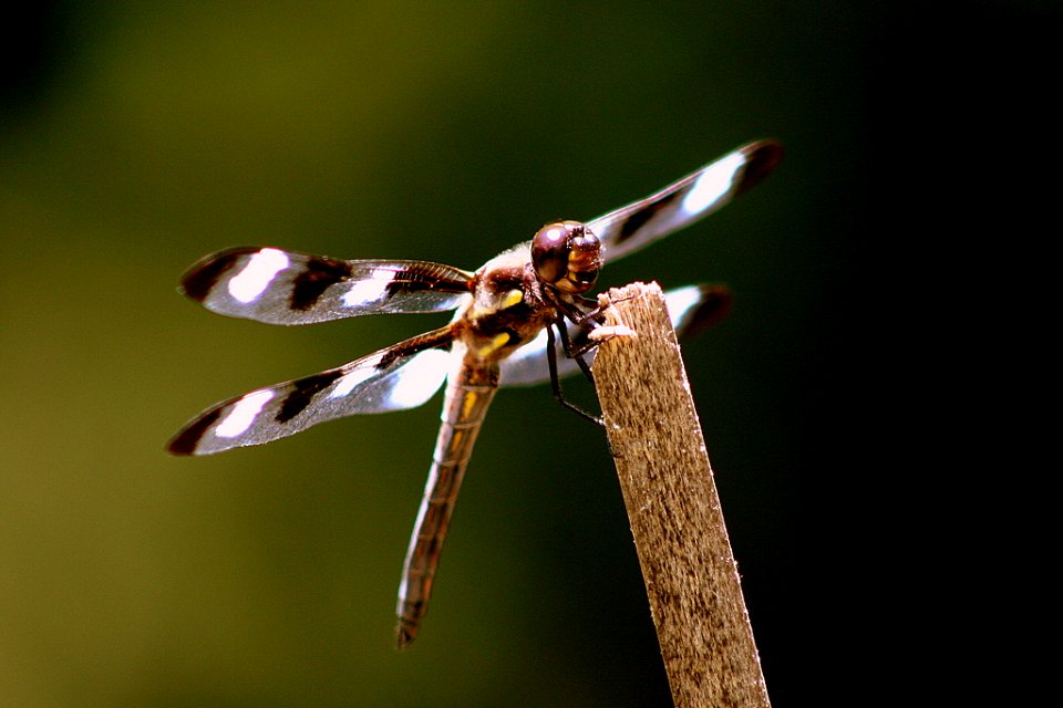 Twelve-spotted Skimmer by Rick L Hansen