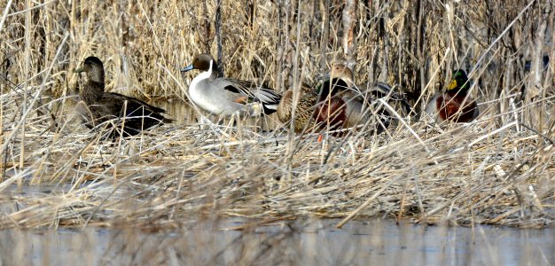 Black duck, pintail and mallards at Shiawassee National Wildlife Refuge