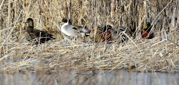 Black duck, pintail and mallards at Shiawassee National Wildlife Refuge photo