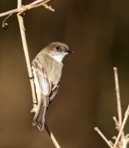 Eastern Phoebe photo